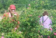 Rose Festival